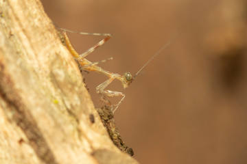 Young praying mantis looking for food on a branch