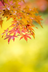 紅葉　秋のイメージ