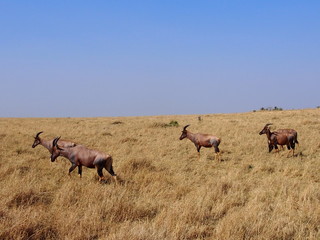 Wildlife, Safari, Game Drive, Maasai Mara, Kenya