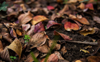 Autumn leaves scattered on the ground