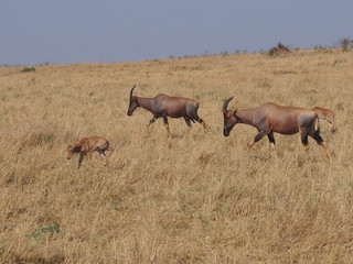 Naklejka na ściany i meble Wildlife, Safari, Game Drive, Maasai Mara, Kenya