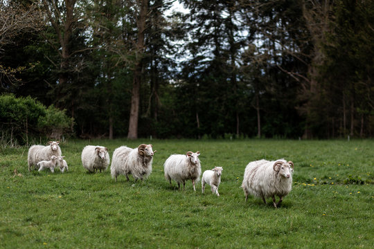 Kleine Schafsherde der Heidschnucke ungeschoren läuft in einer Reihe über die Wiese