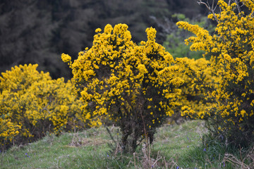 Gorse growing on Bodmin Moor Cornwall in Spring.