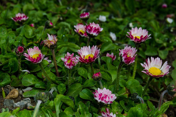 Photo of pink wild daisies among the grass