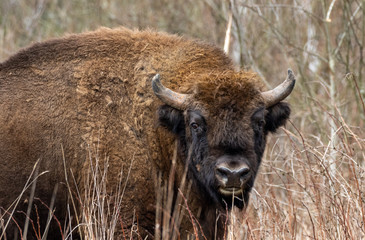 European bison(Bison bonasus) male head