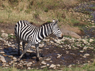 Fototapeta na wymiar A zebra with beautiful patterns, Safari, Game Drive, Maasai Mara, Kenya