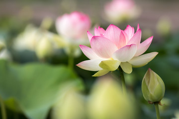 Obraz premium 蓮の花 初夏のイメージ