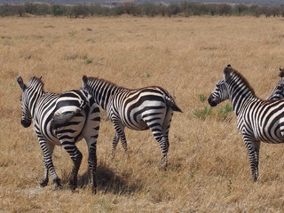 Fototapeta na wymiar Zebras with beautiful patterns, Safari, Game Drive, Maasai Mara, Kenya