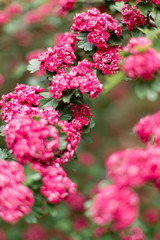 Obraz premium Pink Hawthorn flowers. Blooming haw branches. Spring macro photo.