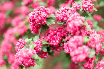 Pink Hawthorn flowers. Blooming haw branches. Spring macro photo.