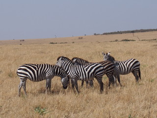 Naklejka na ściany i meble Zebras with beautiful patterns, Safari, Game Drive, Maasai Mara, Kenya