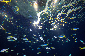 Fototapeta na wymiar 水中の魚群