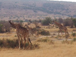 The giraffe on the prairie, Safari, Game Drive, Maasai Mara, Kenya