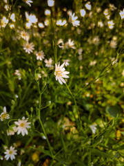 white daisies in a garden