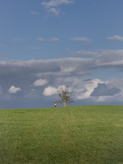 Fototapeta premium field of dandelions