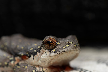 Painted reed frog with a dark background.  Found in South Africa, Western Cape province. 