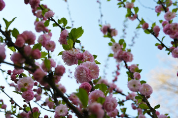pink cherry blossom