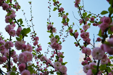 blooming almond tree