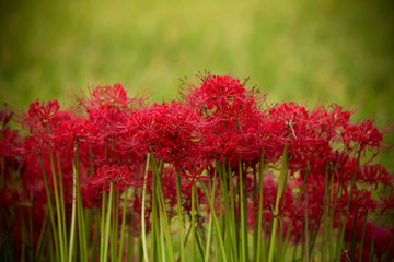 彼岸花と青空　秋のイメージ