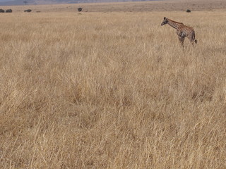 The giraffe on the prairie, Safari, Game Drive, Maasai Mara, Kenya