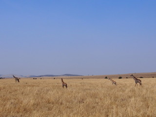 Naklejka na ściany i meble The giraffe on the prairie, Safari, Game Drive, Maasai Mara, Kenya