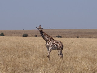 The giraffe on the prairie, Safari, Game Drive, Maasai Mara, Kenya