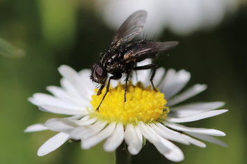 Fliege auf einem Gänseblümchen