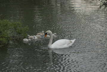family of swans, swimming in the river water