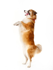 red dog on its hind legs on a white background