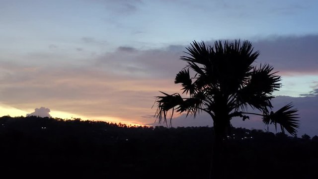 Sunset at Nusa Penida island Indonesia with Sabal palm tree silhouette, Dolly out reveal shot
