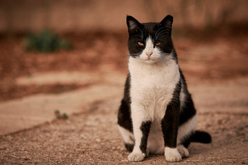 black and white cat