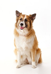 portrait of a red dog on a white background