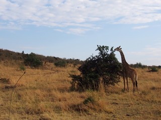Fototapeta na wymiar The giraffe on the prairie, Safari, Game Drive, Maasai Mara, Kenya