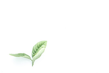 a sprig of green lemon tree leaves on a white background