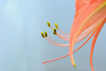 Detail of amaryllis flower. Abstract background.