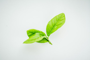 a sprig of green lemon tree leaves on a white background