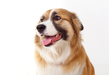 Fototapeta premium portrait of a red dog on a white background