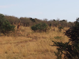 The giraffe on the prairie, Safari, Game Drive, Maasai Mara, Kenya