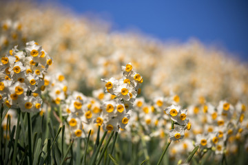 Obraz premium 水仙の花 初春イメージ