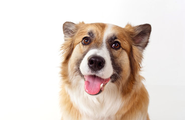 portrait of a red dog on a white background