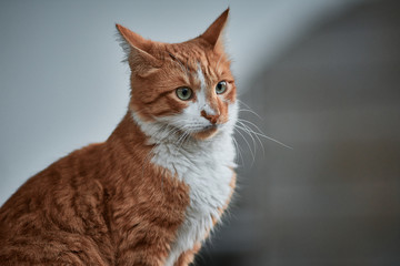 red cat portrait