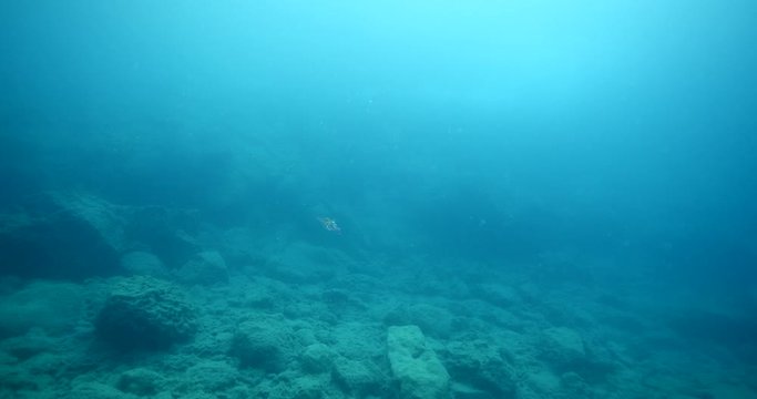 squids fish  underwater  calamari drifting and swimming underwater close and slow cuttlefish