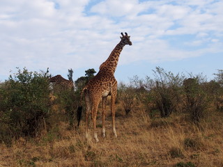The giraffe on the prairie, Safari, Game Drive, Maasai Mara, Kenya