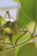 Heuschrecke in einem Busch