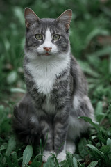 Obraz na płótnie Canvas cat on the grass