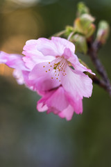 桜の花　春のイメージ