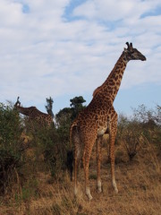 Obraz premium The giraffe on the prairie, Safari, Game Drive, Maasai Mara, Kenya