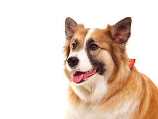 portrait of a red dog on a white background