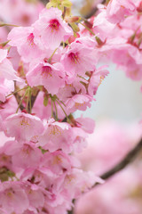 桜の花　春のイメージ