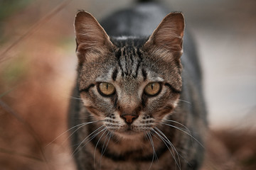 portrait of a cat